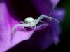 white spider
